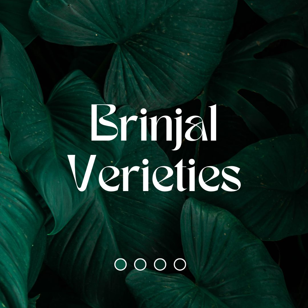 Brinjal verieties