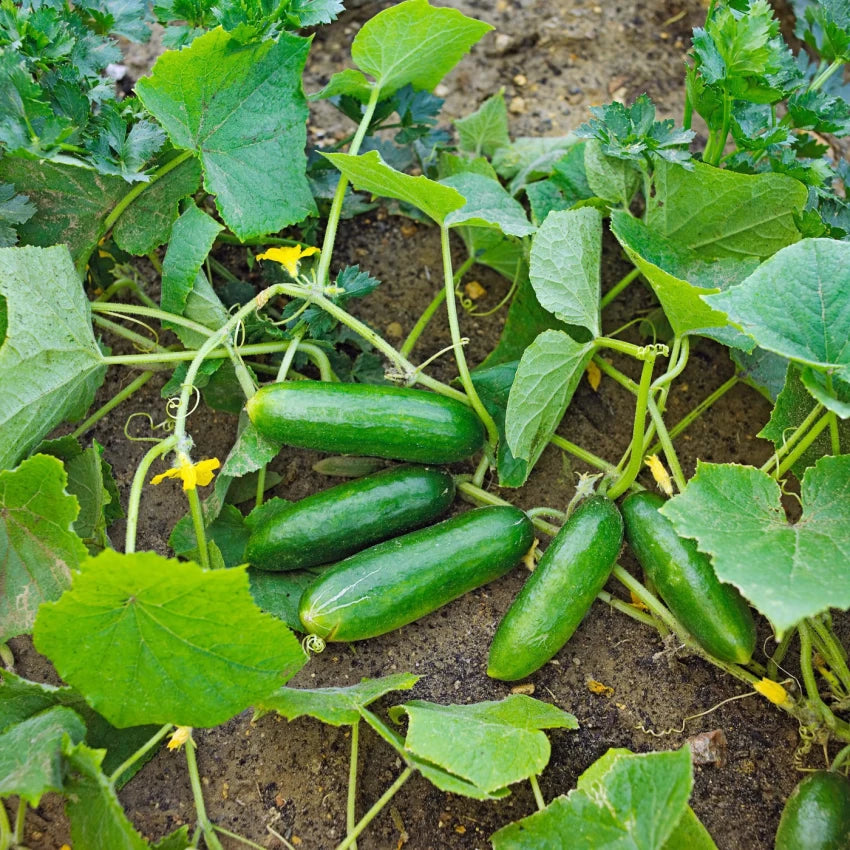 Cucumber seeds / Keera