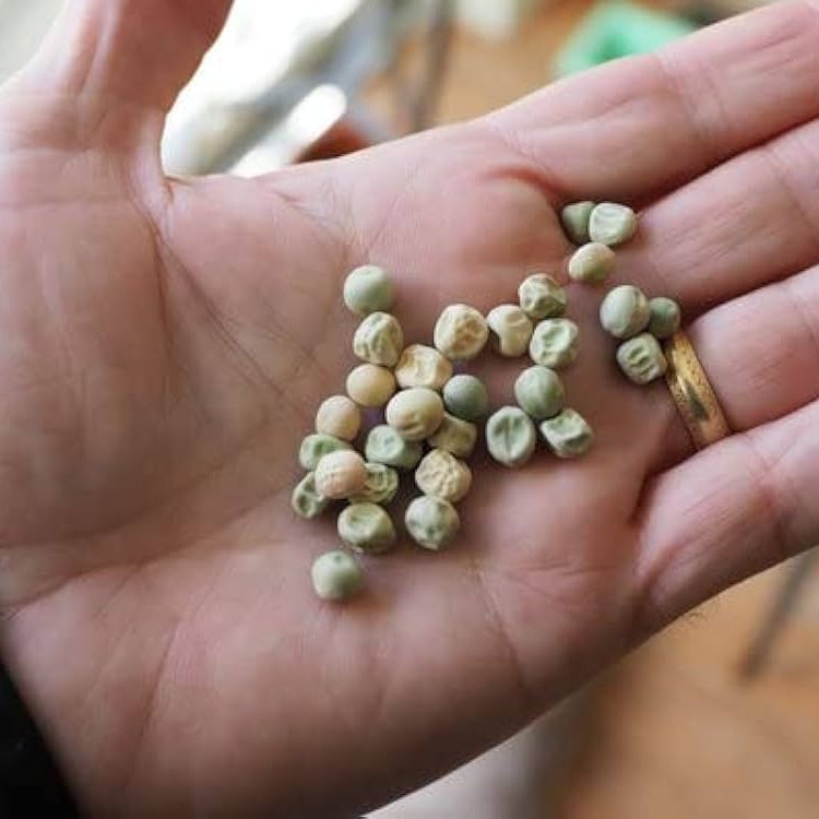 green peas seeds