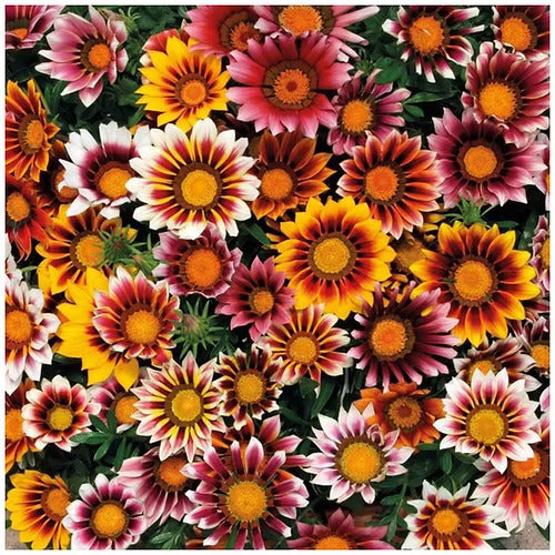 Gazania Mix Dwarf Flower Seeds β Vibrant, Hardy Blooms for Your Garden Beds