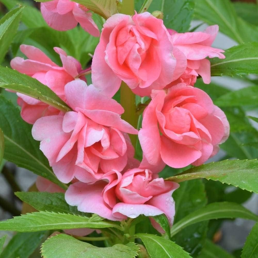 Balsam baby Pink flower seeds