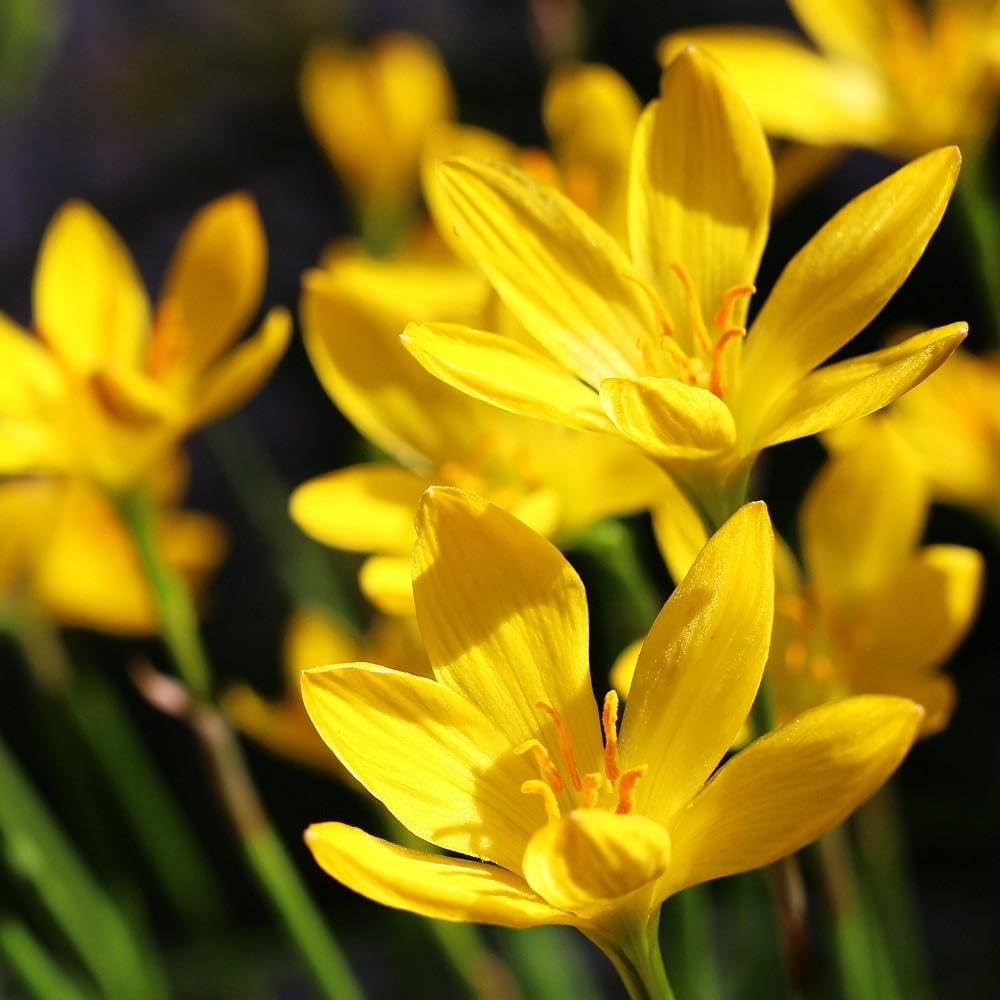 yellow rain lily flower Rain Lily Yellow Flower Bulb