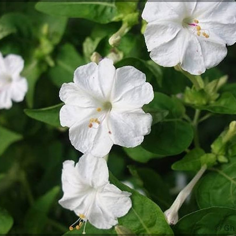 White Chandrakanta / 4 O'Clock Flower Seeds