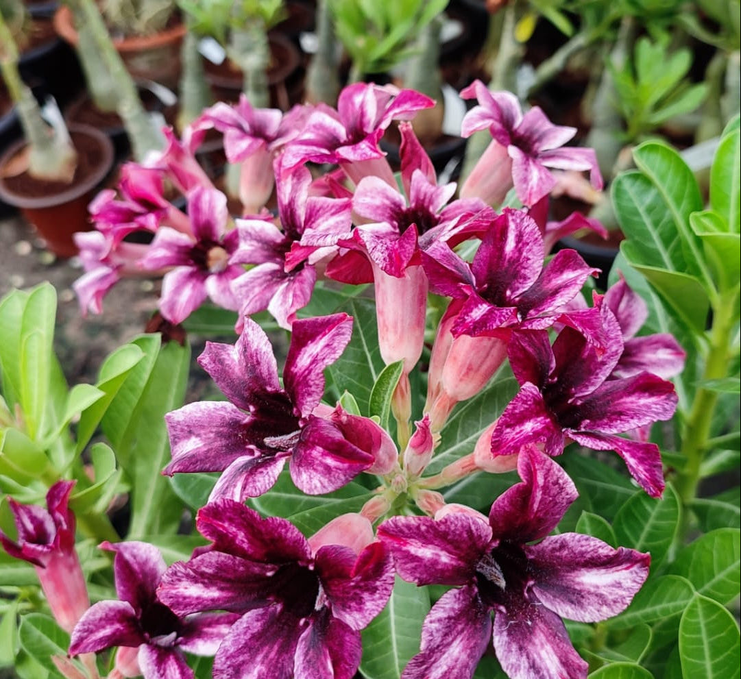 Adenium – Dark Galaxy Hybrid Desert Rose | Grafted Adenium Plant with Deep Purple Blooms