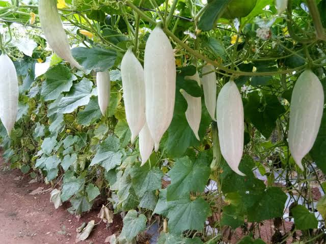 snake gourd planting season Potti Potla (Short Snake gourd) – Organic Prabha Store