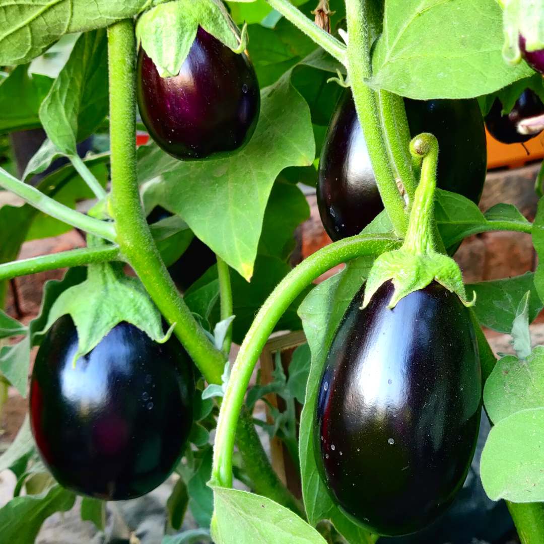 Brinjal – Black Beauty (Heirloom Variety) -dark purple