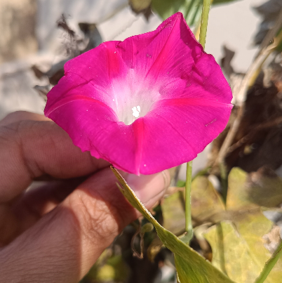 Morning Glory PINK Seeds