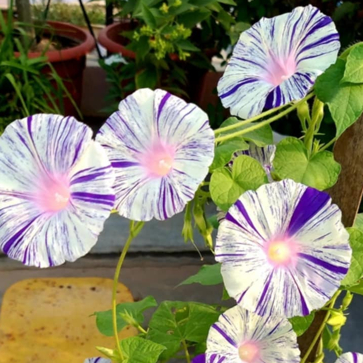 White-Violet Striped Morning Glory Seeds