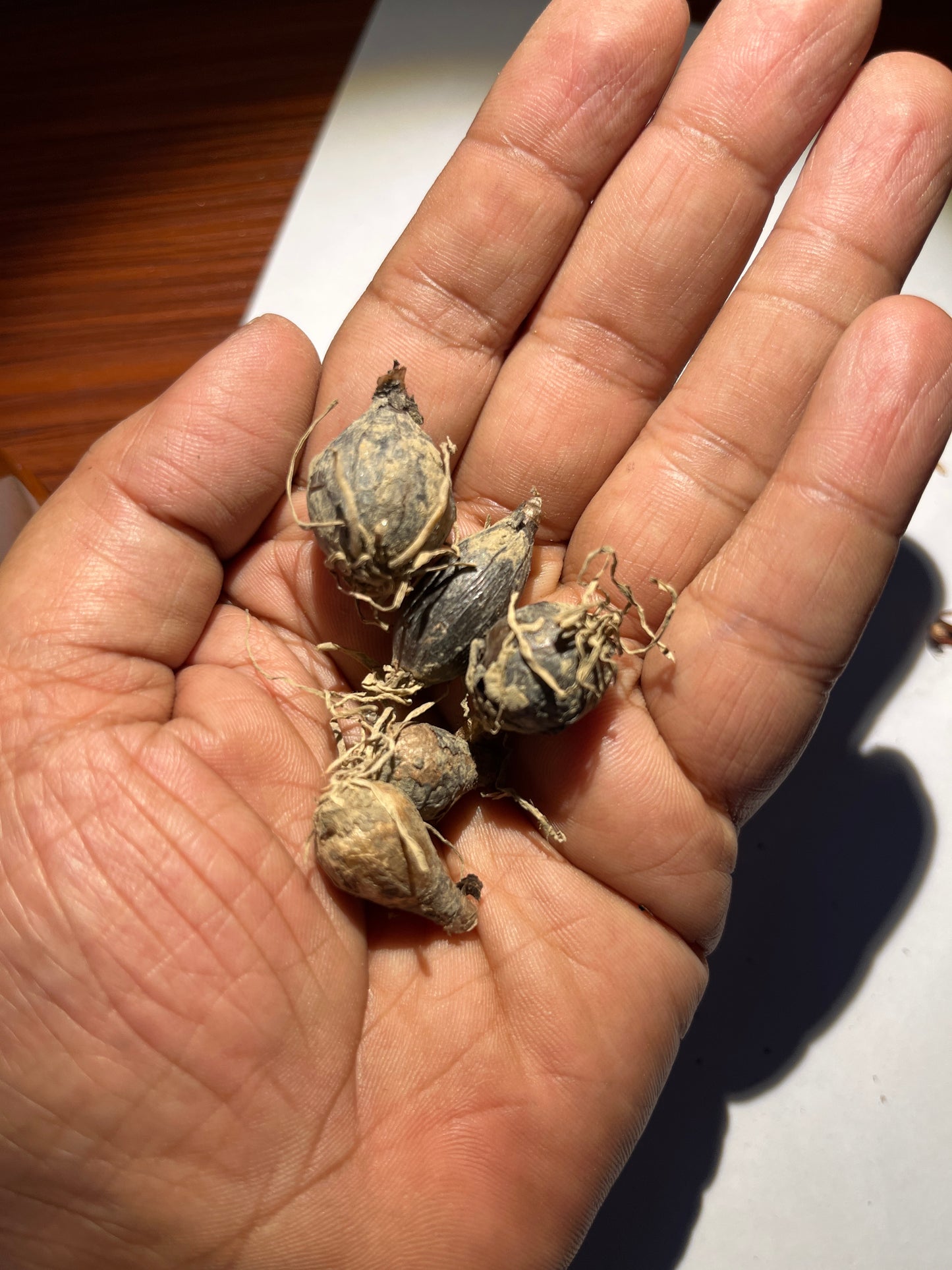 Rain Lily Yellow Flower Bulb | Qty: 01 Bulb