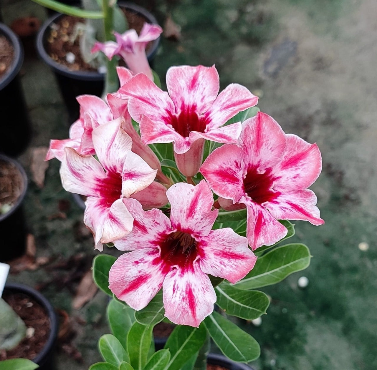 Adenium Cherry Blast – Bright Pink Grafted Desert Rose | Stunning Hybrid Adenium with Vivid Cherry Blooms