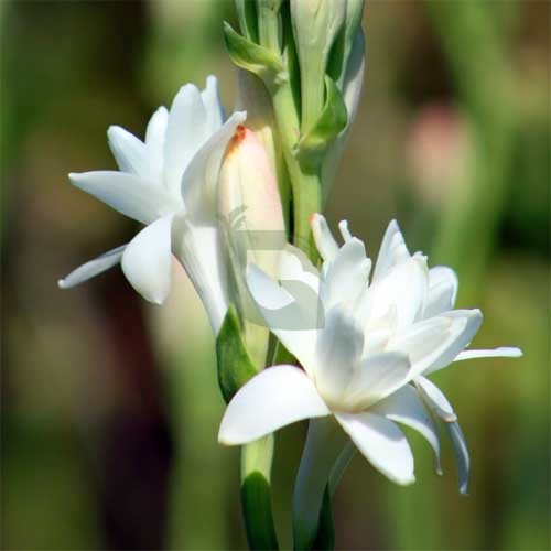 ๐ผ Rajinigandha Double Petal Bulb โ Highly Fragrant Tuberose Flower | 1 Bulb