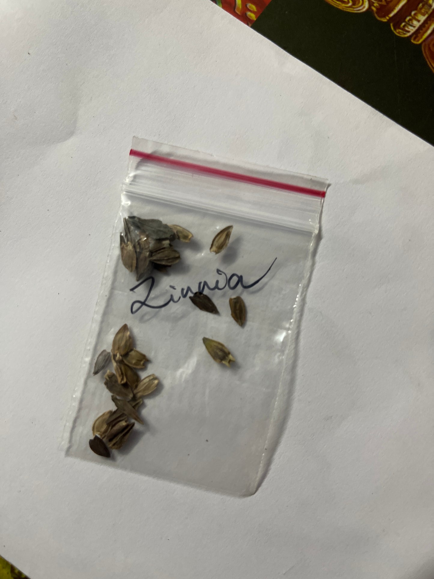 Zinnia Flower dwarf mix