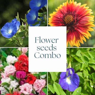 combo flower seeds Flower Seeds Combo – Organic Prabha Store