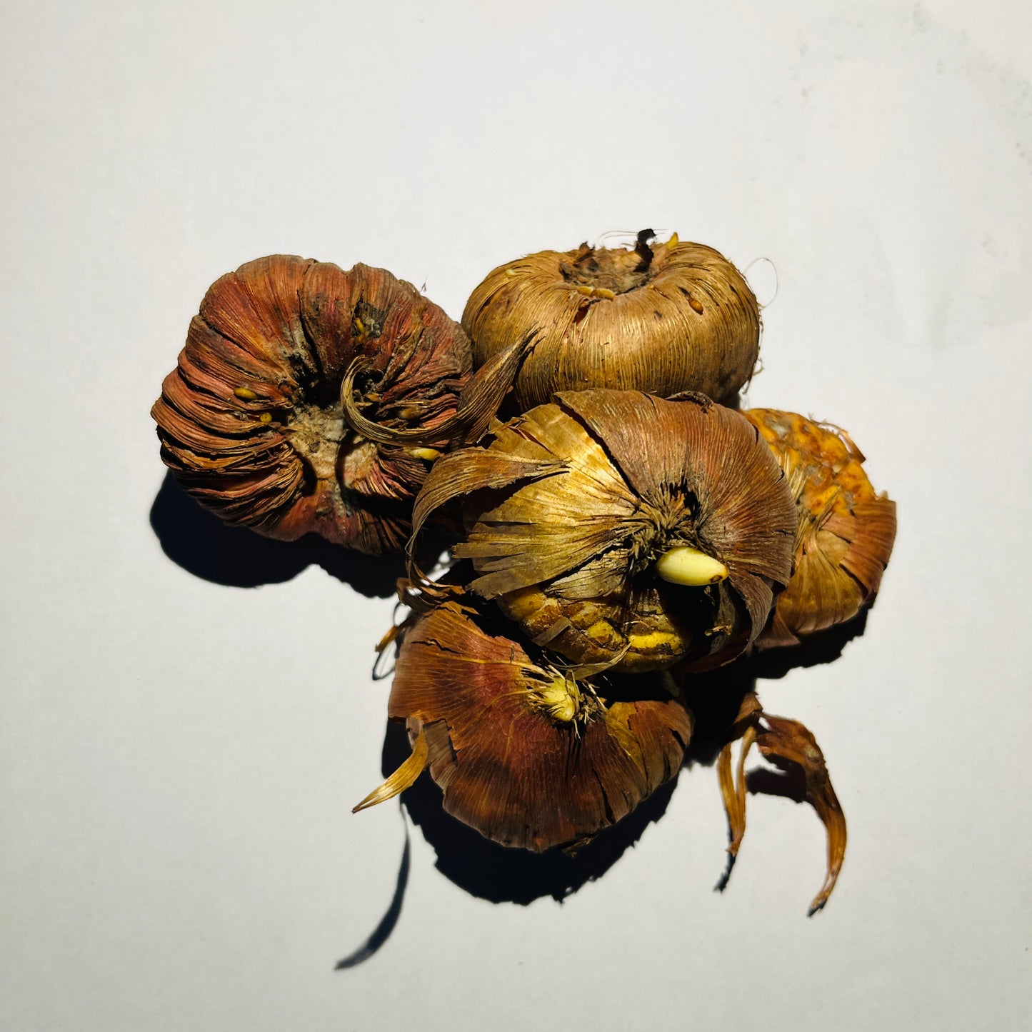 Gladiolus Yellow Flower Bulb | Qty: 01 Bulb