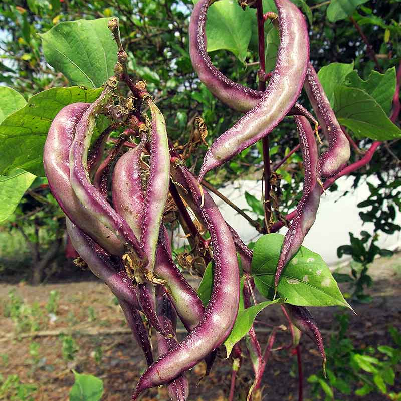Purple Long Chikkudu Winter Seeds