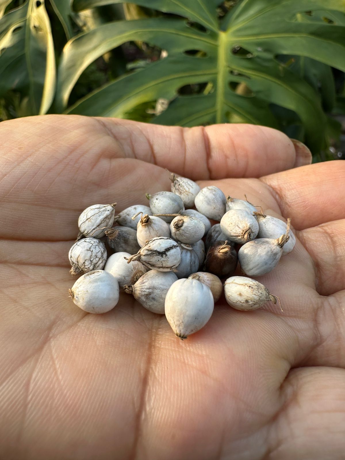 Vyjayanti Mala Flower Seeds (Rudraksha Flower / Job's Tears) – 5 Seeds