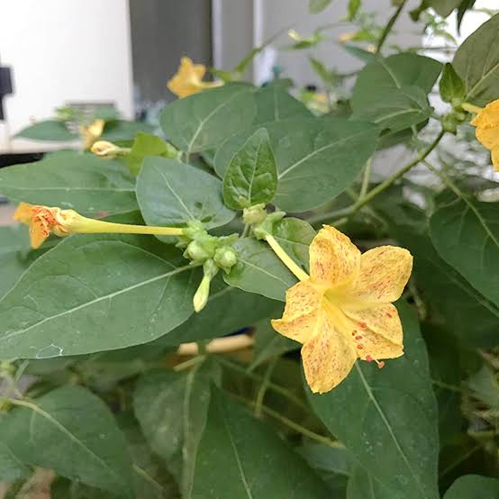 Yellow Chandrakanta /4 O clock flower seeds