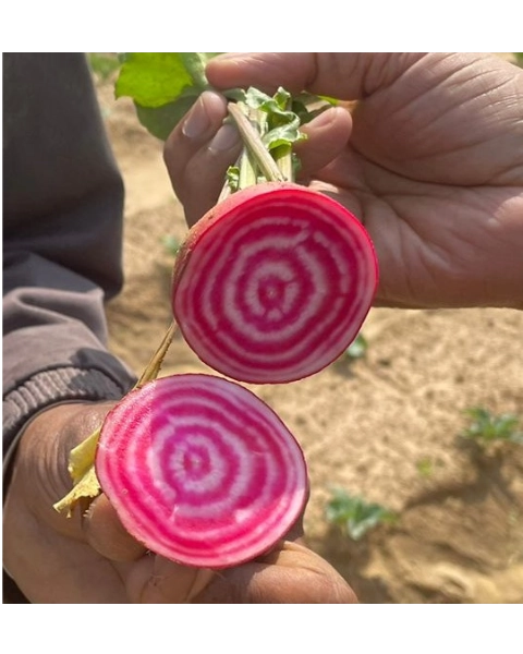 Beetroot Rose ring seeds