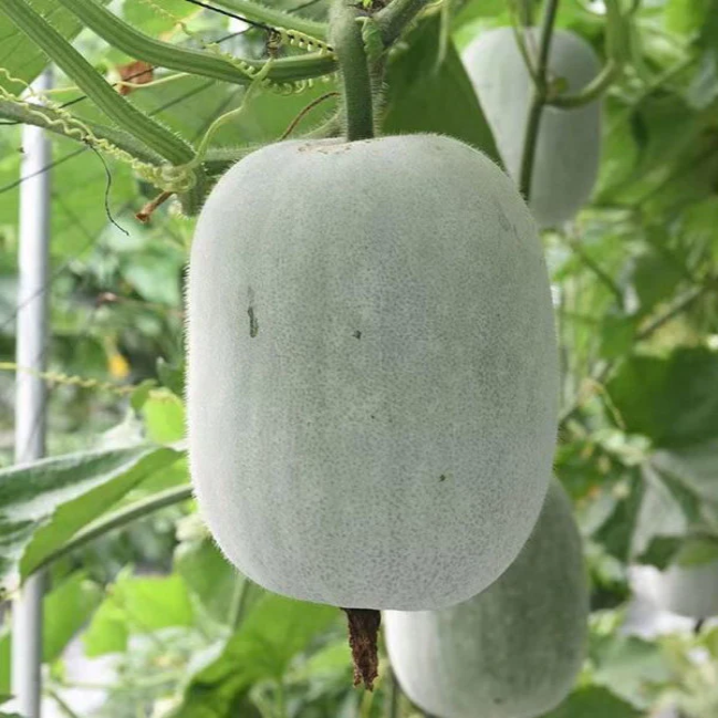 Ash gourd / Boodida Gummadi Seeds