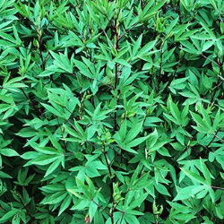 gongura seeds from plant Gongura Seeds – Easy to Grow with Excellent Germination – Organic Prabha Store