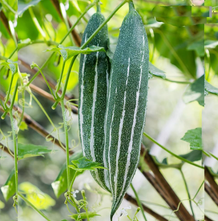 Potti Potla striped (Short Snake gourd)