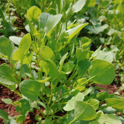 Sorrel / చుక్కకూర / Chukkakoora