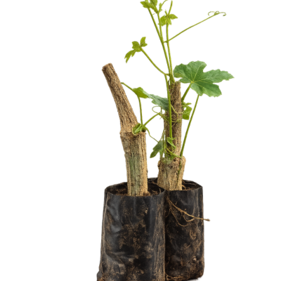 Ivy gourd plants (Pencil దొండ మొక్కలు)- 2 plants (Free Shipping)