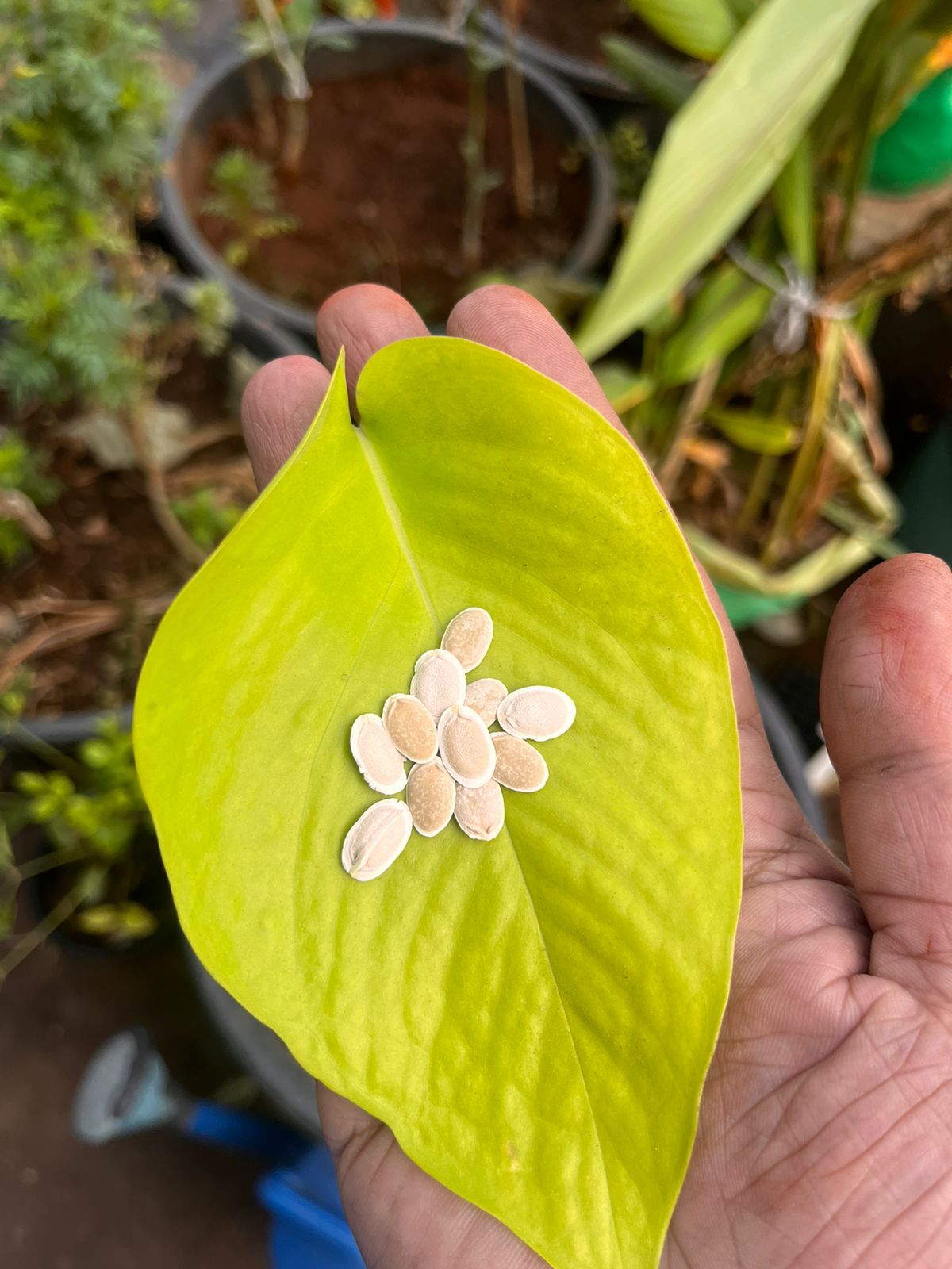 Sponge Gourd / నేతి బీర Seeds