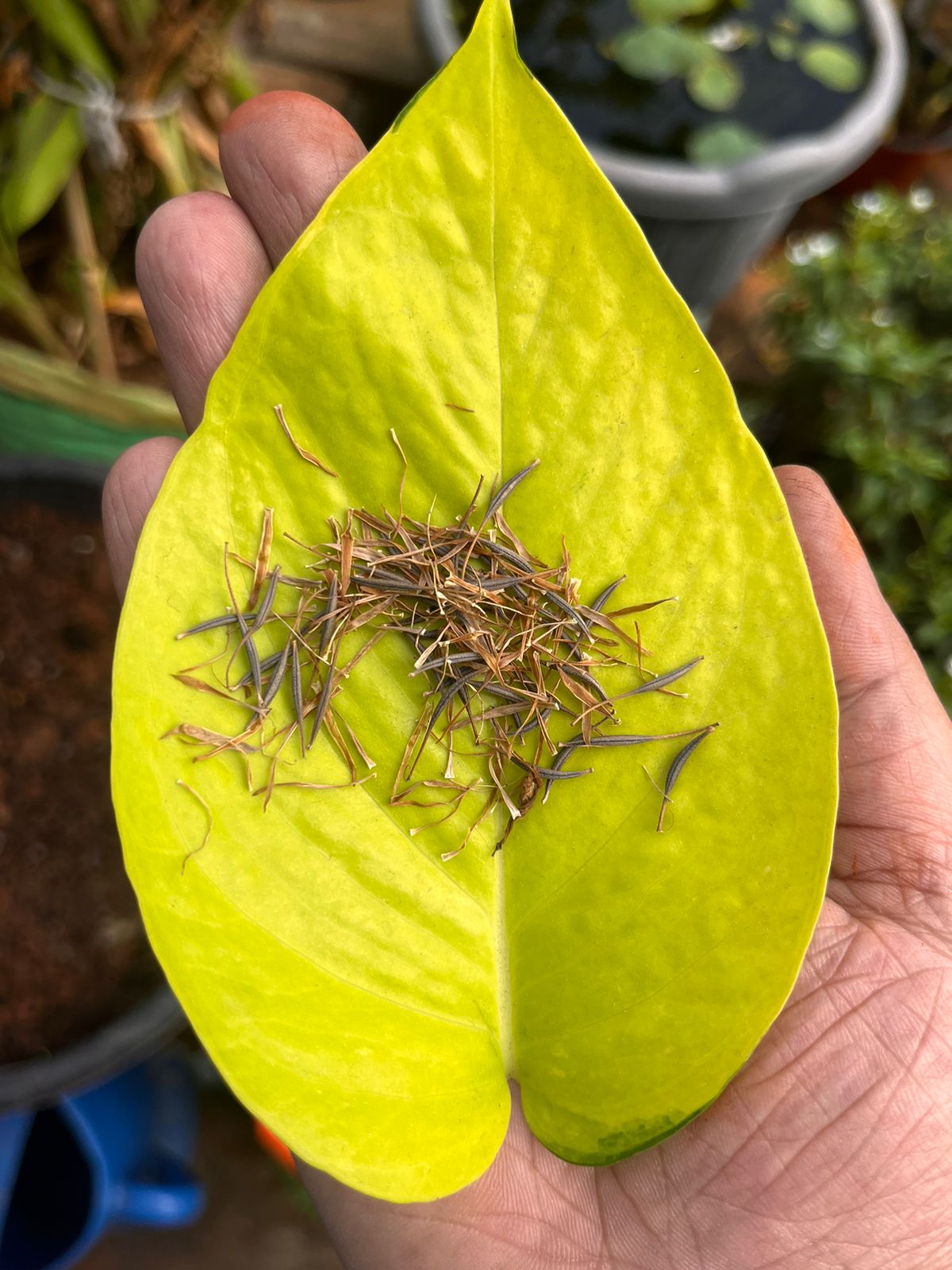 Cosmos Yellow flower seeds