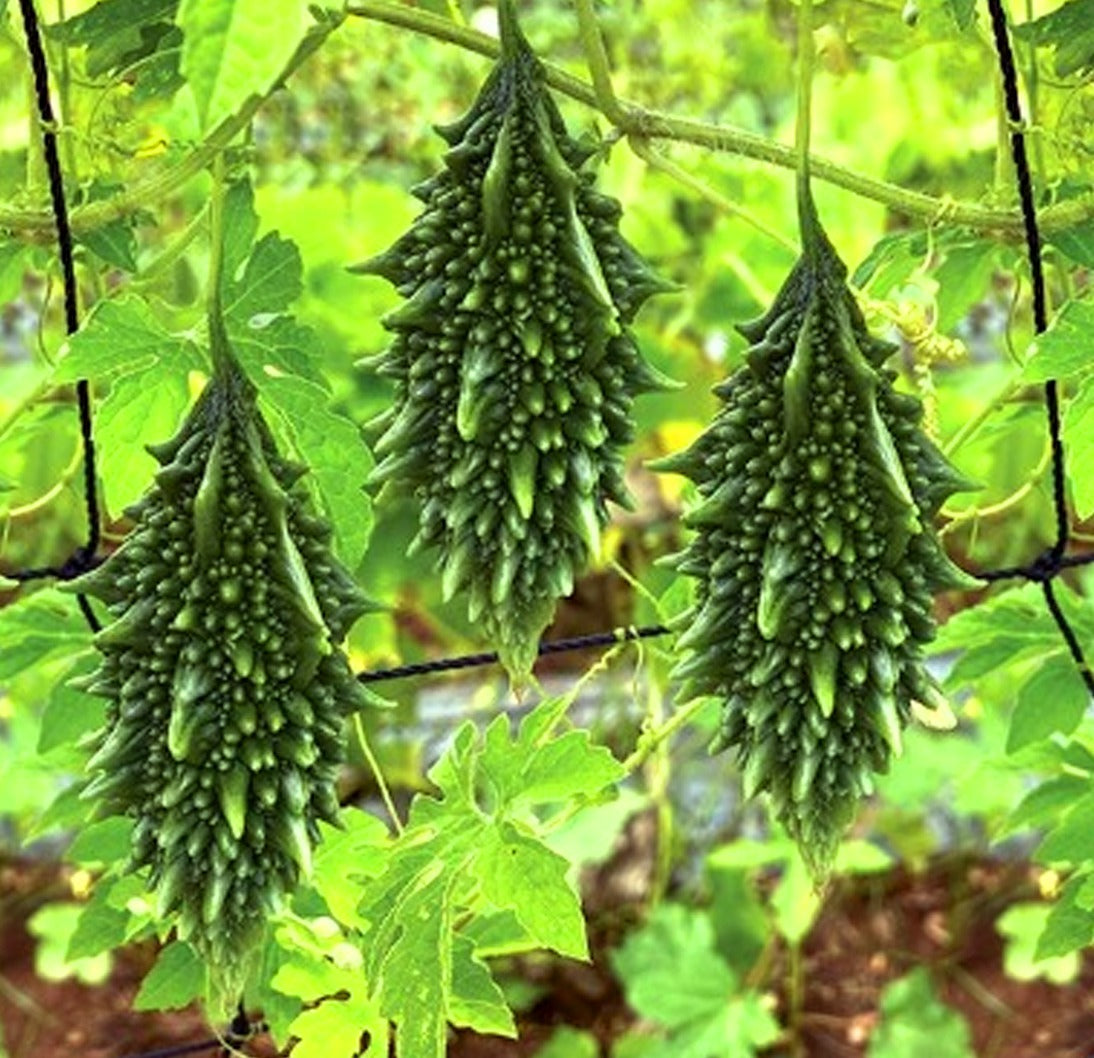Short Bitter gourd (Good Germination)