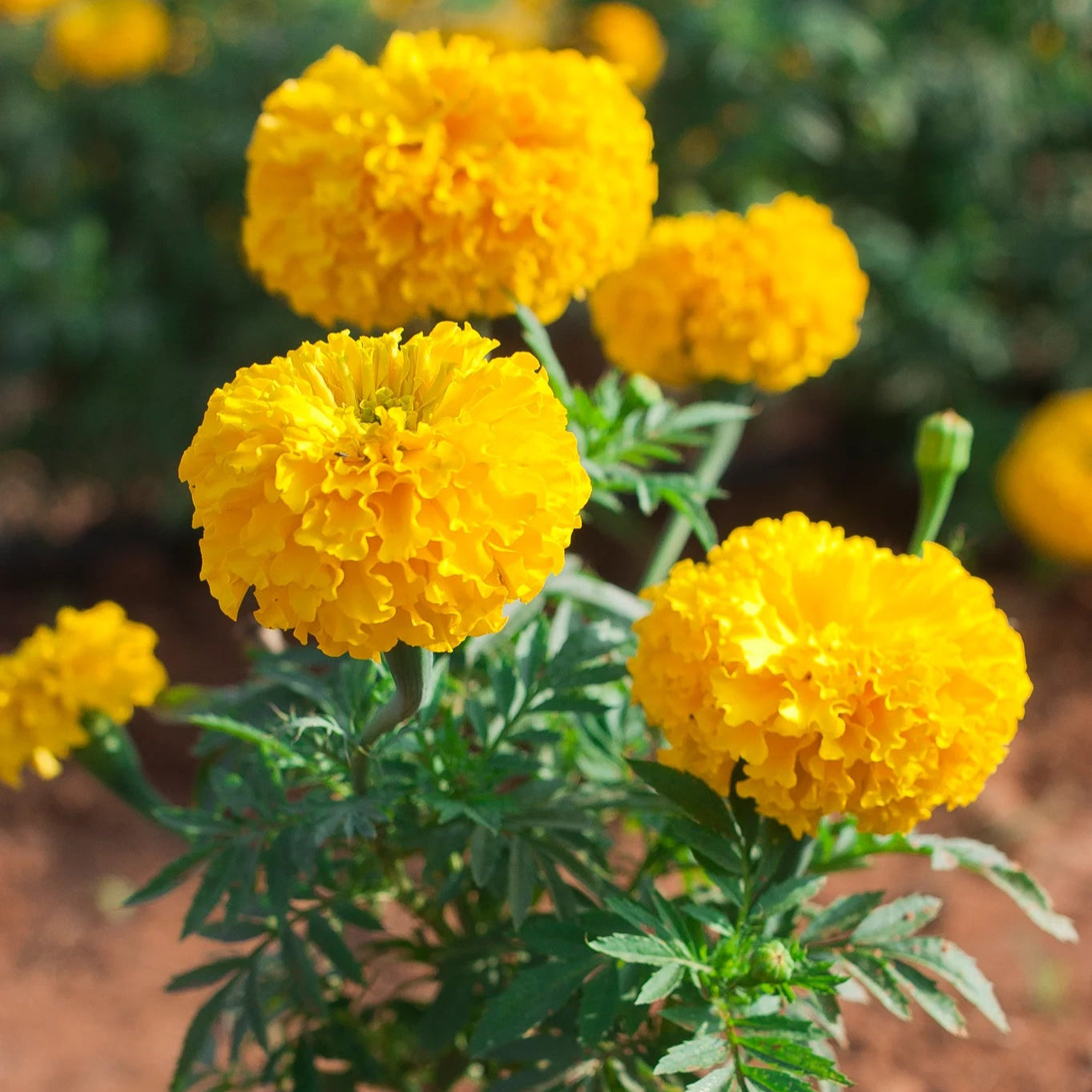 Yellow Marigold flower seeds