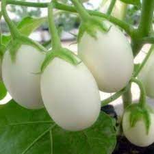 White Brinjal