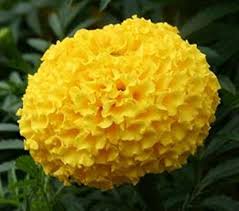 tennis ball marigold seeds
