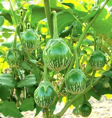 Green Oval Brinjal