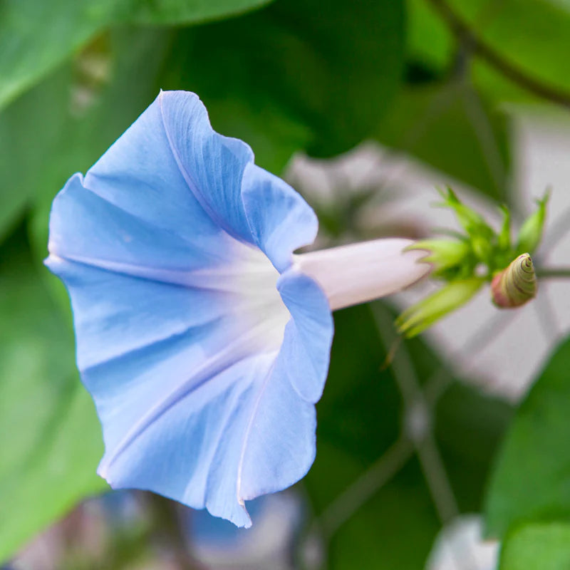 Morning Glory Sky blue Seeds
