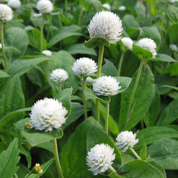 White gompherna flower seeds
