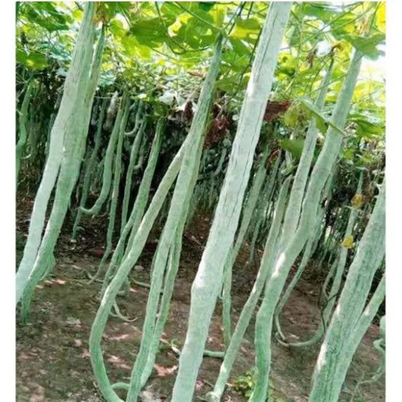 Snake Gourd Long Variety 🌱