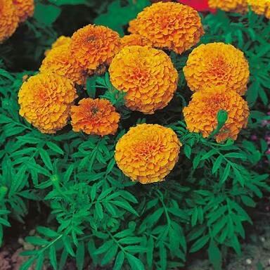 Orange Marigold Seeds