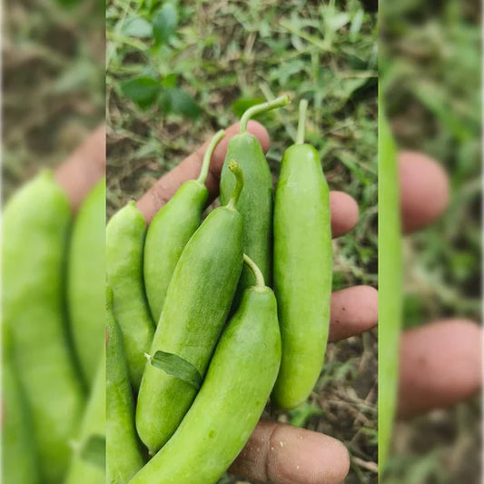 Why Every Indian Home Needs an Ivy Gourd (Dondakaya) Plant: Health &amp; Care Guide