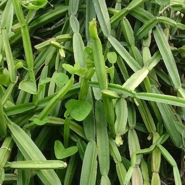 https://prabhaorganics.com/products/nalleru-stem-cuttings-2-stems