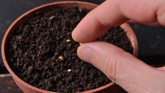 🌱 Seeds Are Not the Problem – Sowing Them Right is the Key to Germination