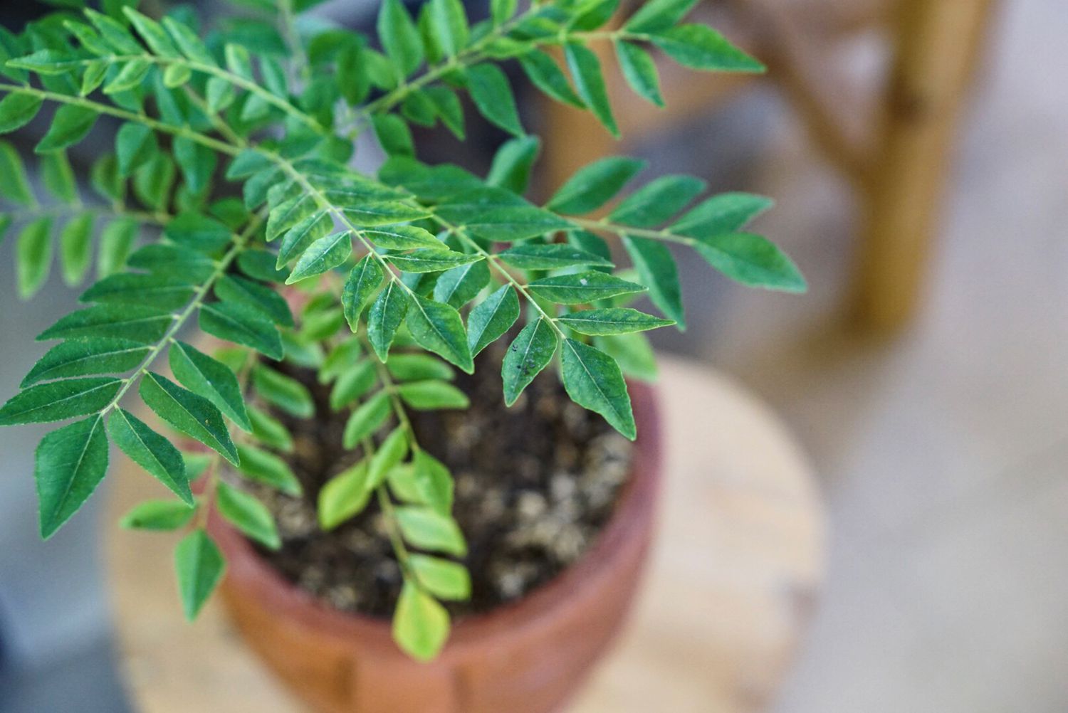 Growing Curry Leaf Plant in a Terrace Garden: A Comprehensive Guide – Organic Prabha Store