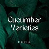 Cucumber verieties