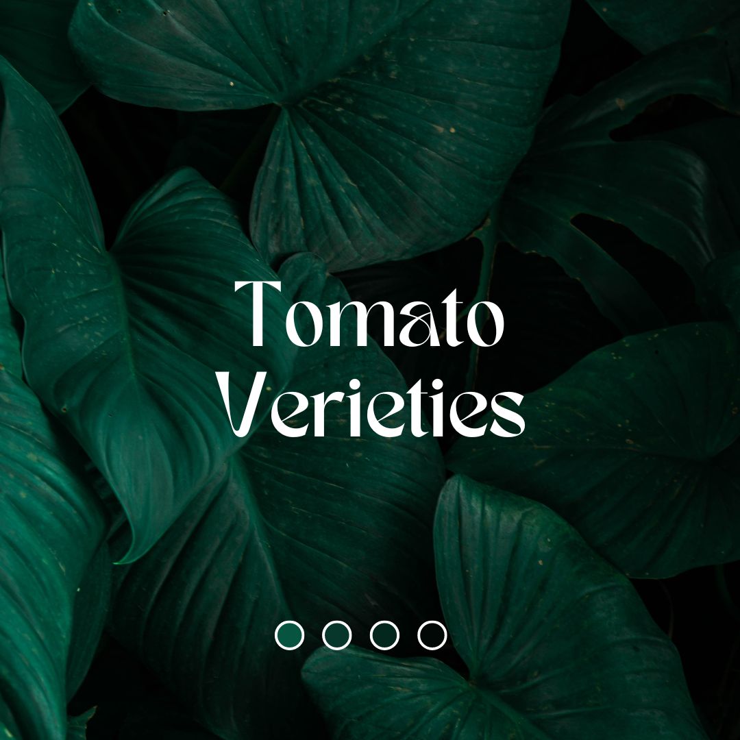 Tomato Verieties