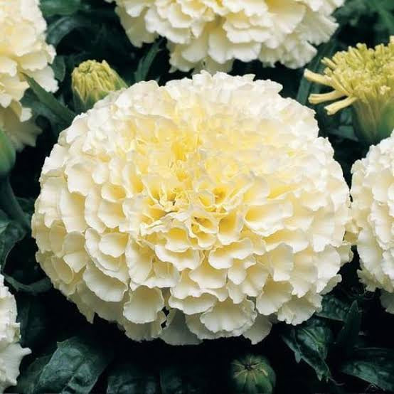 Snow White marigold seeds