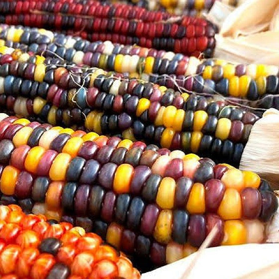 Multi color corn seeds