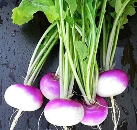 Turnip Purple Top