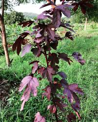 Red leaves GONGURA