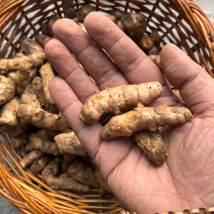 Turmeric Rizomes with Shoots (పసుపు దుంపలు) - 5 Dumpalu