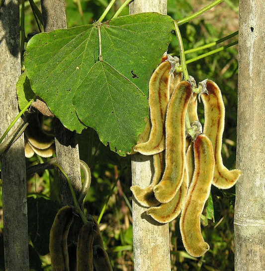 Velvet Beans - 5 Seeds